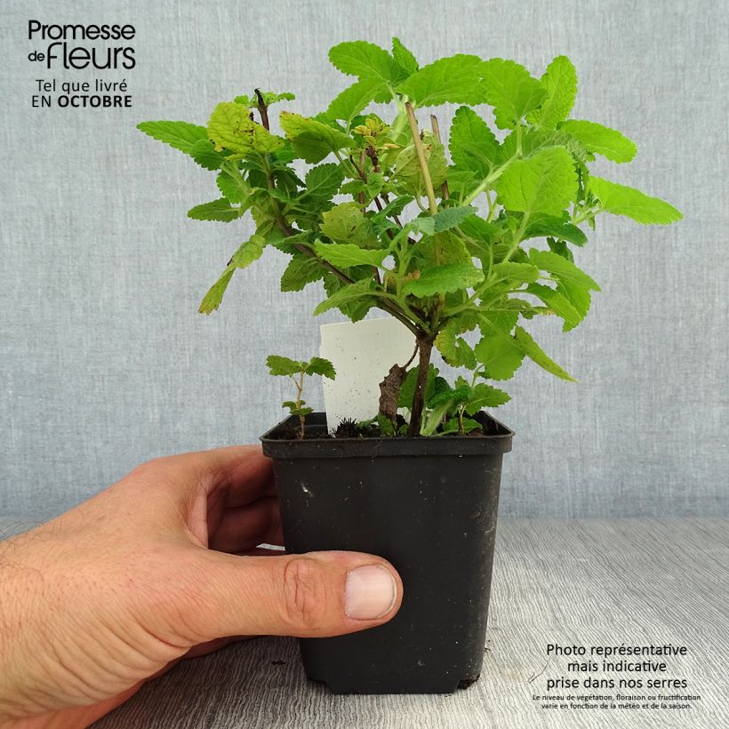 Spécimen de Teucrium hircanicum - Germandrée Godet de 8/9 cm tel que livré en automne