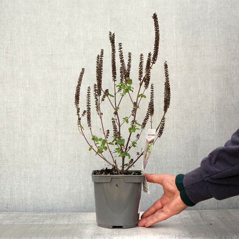 Spécimen de Teucrium hircaninum Paradise Delight - Germandrée d'Iran Pot de 2L/3L tel que livré en automne