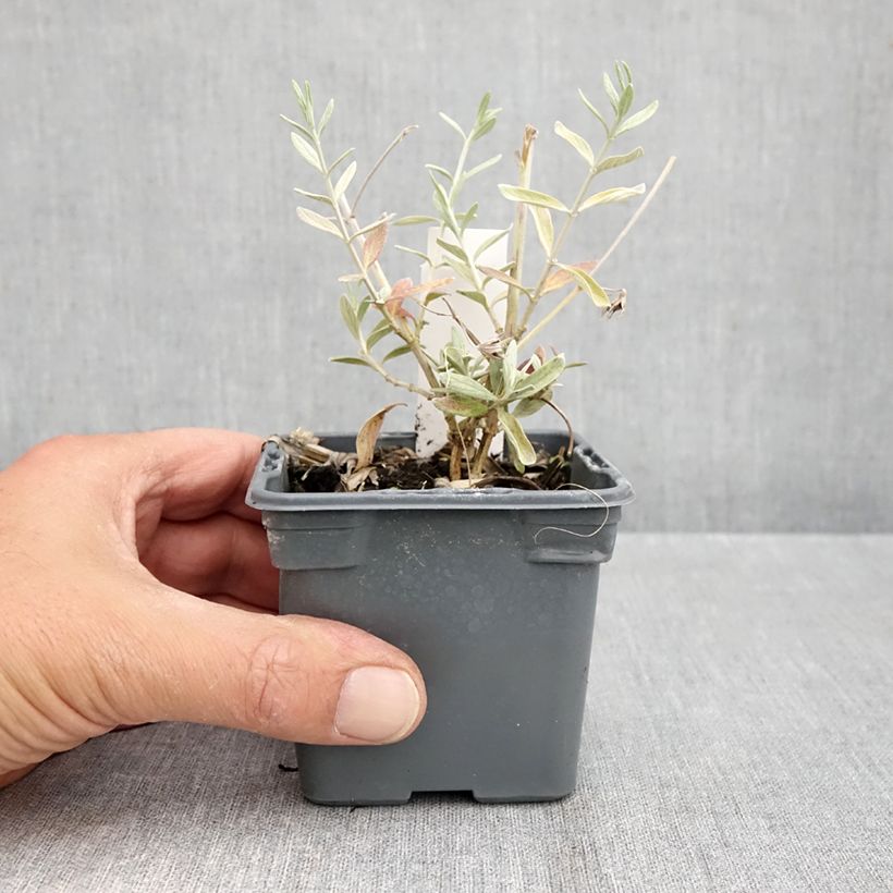 Spécimen de Teucrium Indyho - Germandrée arbustive Godet de 8/9 cm tel que livré en automne