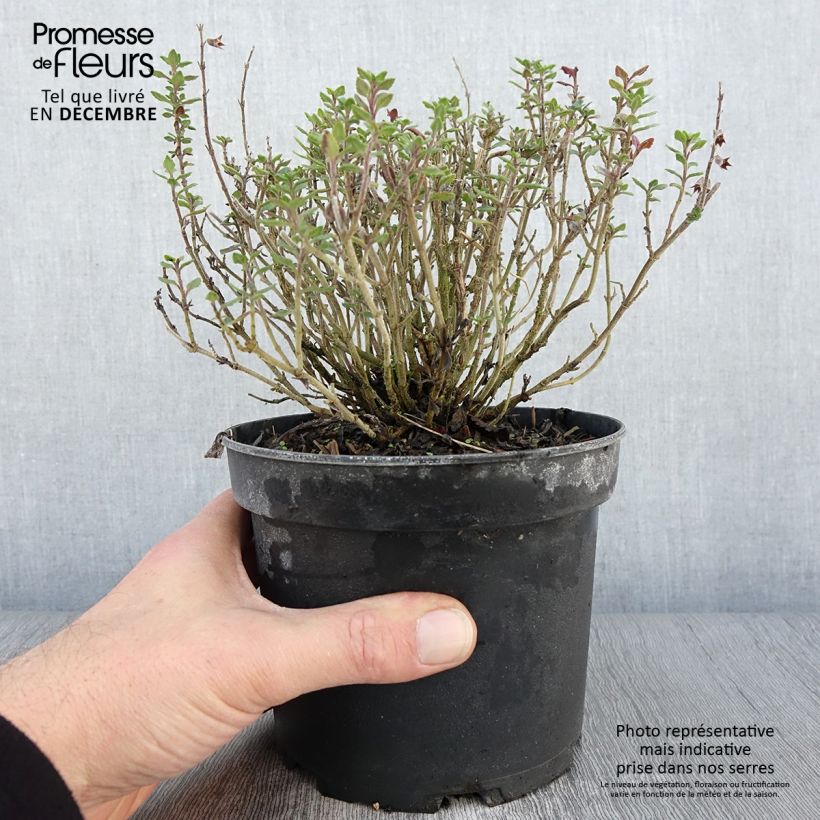 Spécimen de Teucrium lucidrys - Germandrée Pot de 2L/3L tel que livré en automne
