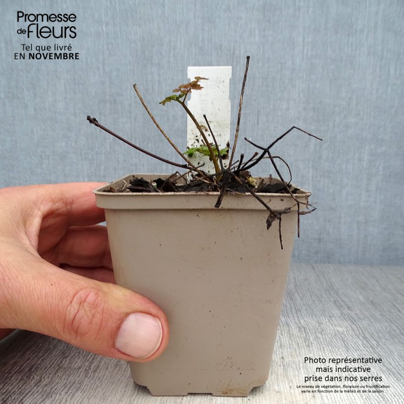 Spécimen de Thalictrum Anne - Pigamon Godet de 8/9 cm tel que livré en automne