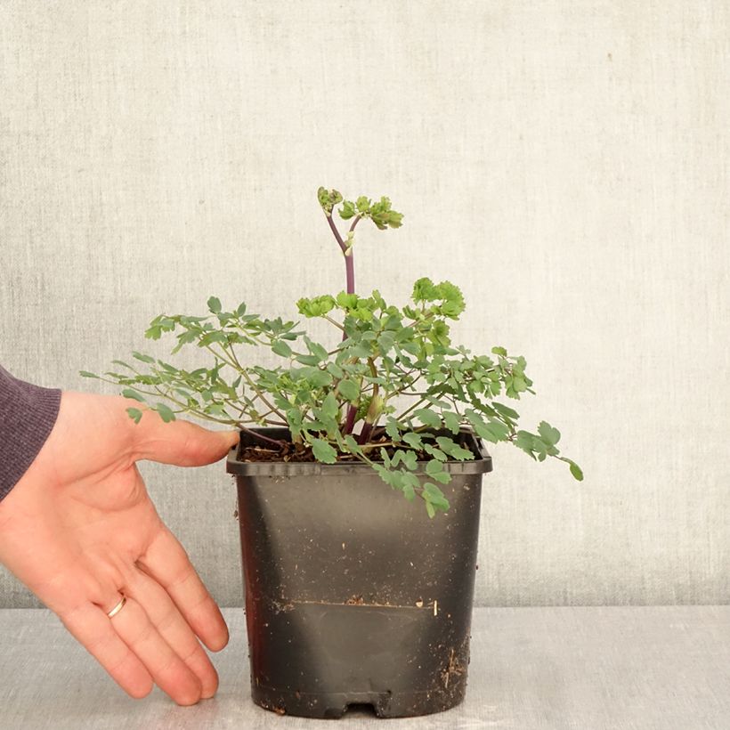 Spécimen de Thalictrum aquilegifolium Thundercloud - Pigamon à feuille d'ancolie Pot de 2L/3L tel que livré au printemps