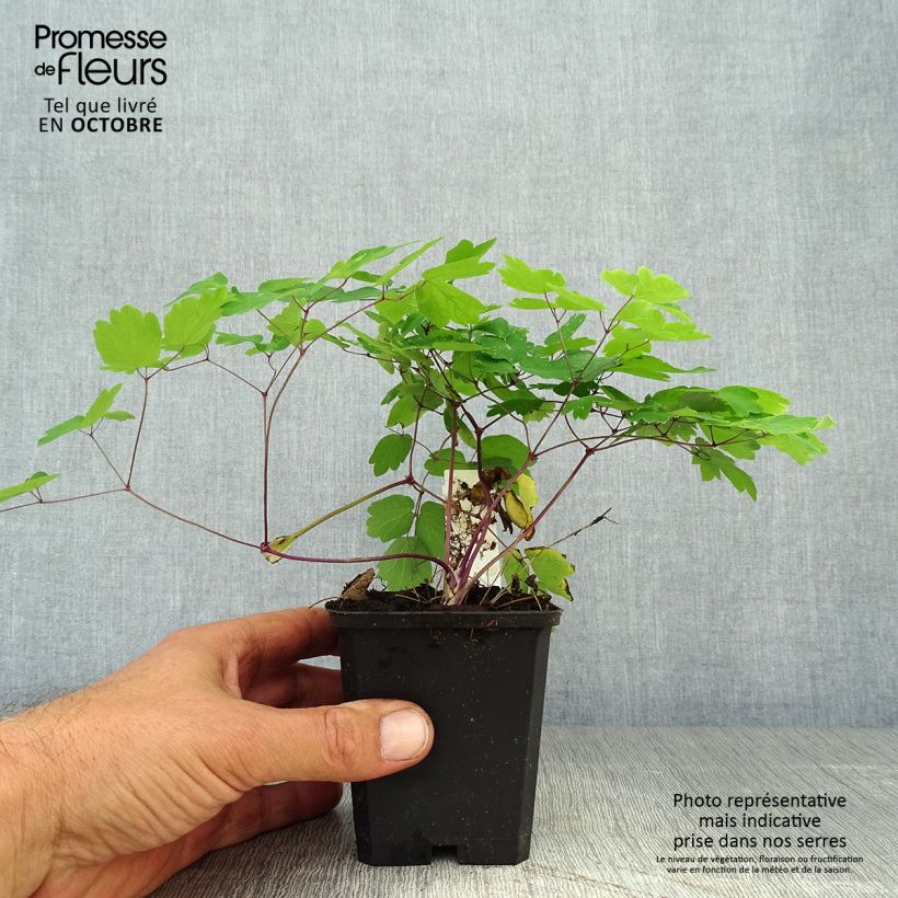Spécimen de Thalictrum Black Stockings - Pigamon Godet de 8/9 cm tel que livré en automne