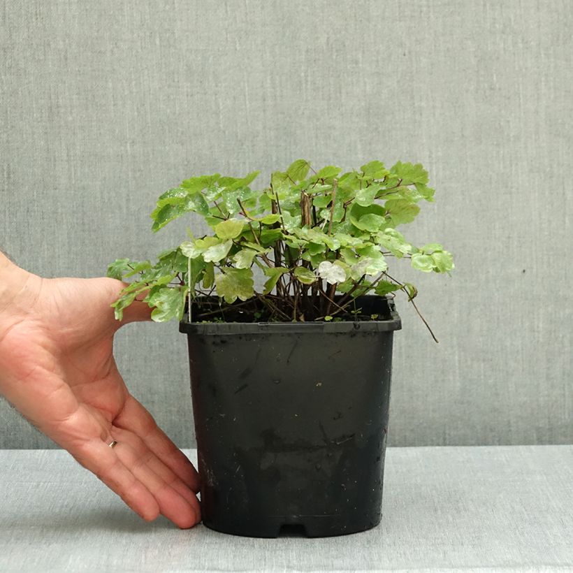 Spécimen de Thalictrum Black Stockings - Pigamon Pot de 2L/3L tel que livré en automne