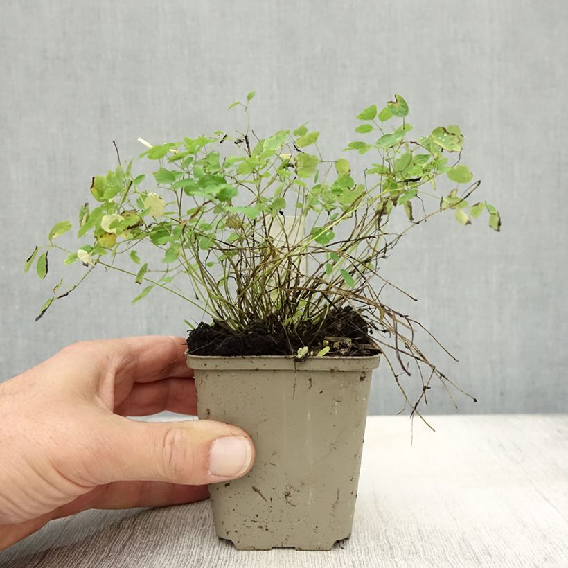 Spécimen de Thalictrum delavayi Ankum - Pigamon Godet de 8/9 cm tel que livré en automne