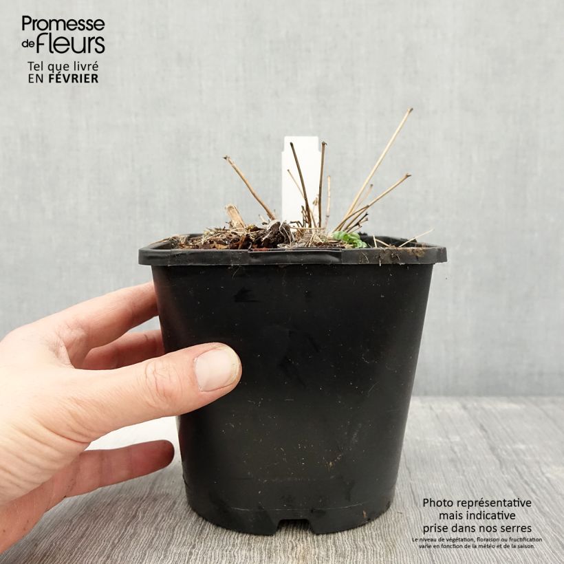Spécimen de Thalictrum delavayi - Pigamon Pot de 2L/3L tel que livré en hiver