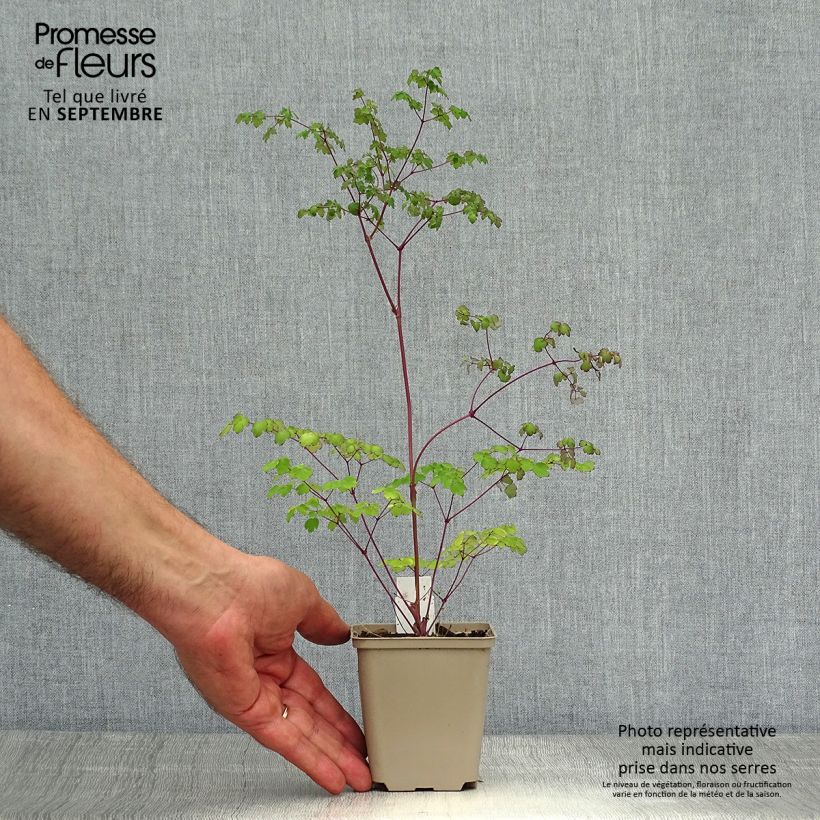 Spécimen de Thalictrum delavayi Hinckley Godet de 8/9 cm tel que livré en automne