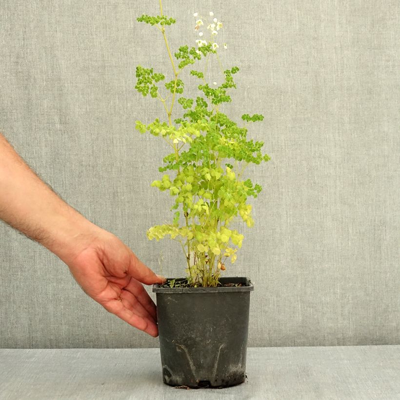 Spécimen de Thalictrum delavayi Splendide Album  Pot de 2L/3L tel que livré en été