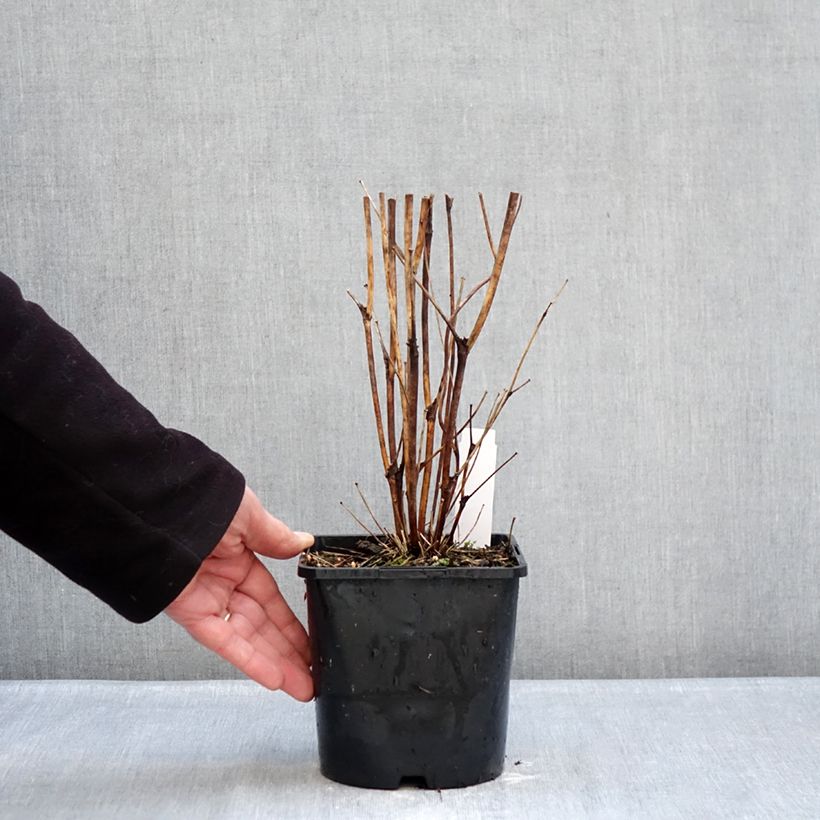 Spécimen de Thalictrum delavayi Splendide Album  Pot de 2L/3L tel que livré en hiver