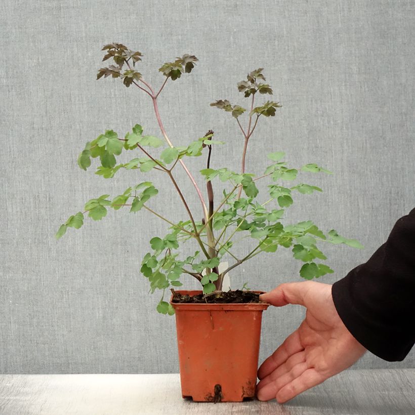 Spécimen de Thalictrum Elin - Pigamon Pot de 1L/1,5L tel que livré au printemps