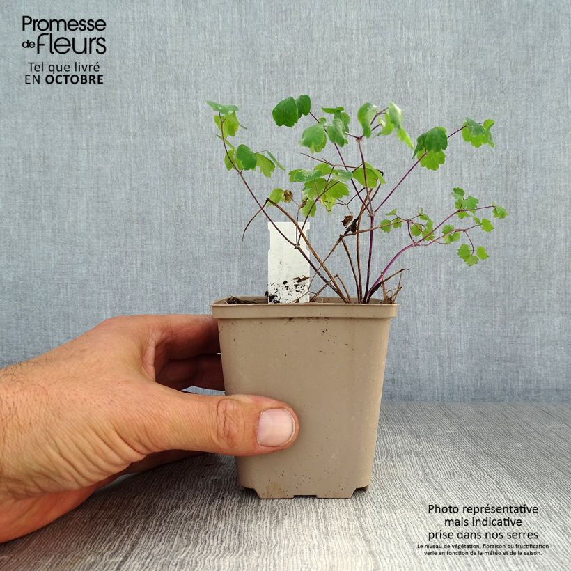 Spécimen de Thalictrum Little Pinkie  Godet de 8/9 cm tel que livré en automne