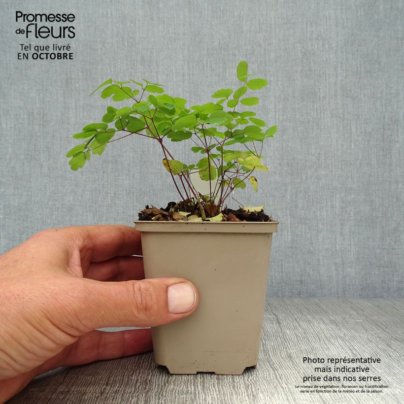 Spécimen de Thalictrum rochebrunianum - Pigamon Godet de 8/9 cm tel que livré en automne