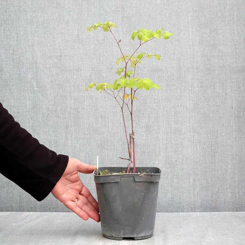 Spécimen de Thalictrum rochebrunianum - Pigamon Pot de 2L/3L tel que livré en automne