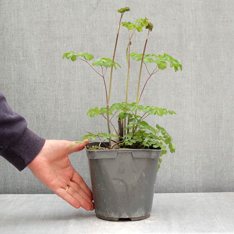 Spécimen de Thalictrum rochebrunianum - Pigamon Pot de 2L/3L tel que livré au printemps