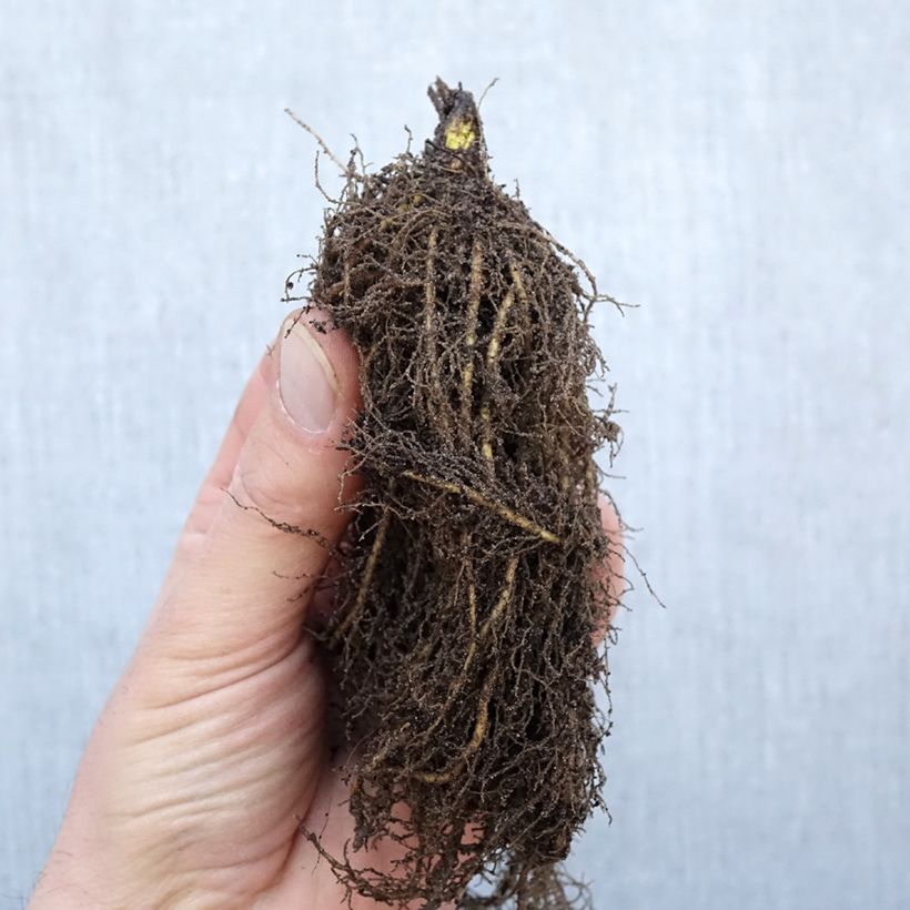 Spécimen de Thalictrum rochebrunianum - Pigamon Racines nues, Qualité Extra équivalant à un pot de 2L tel que livré en hiver