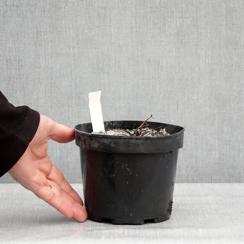 Spécimen de Thalictrum Yulia - Pigamon Pot de 2L/3L tel que livré en hiver