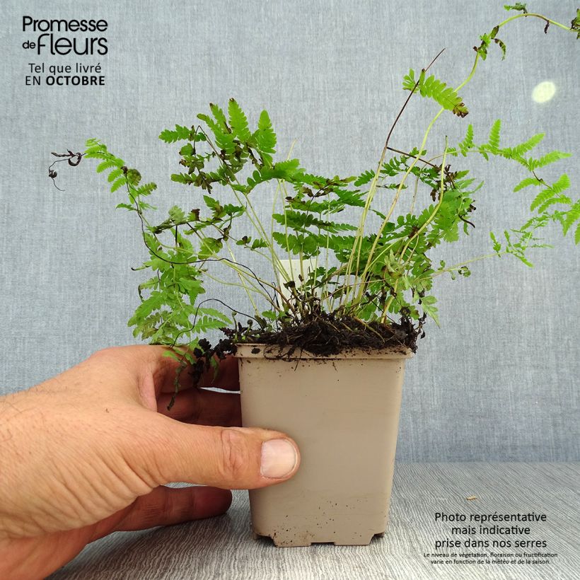Spécimen de Thelypteris palustris - Fougère des marais Godet de 8/9 cm tel que livré en automne