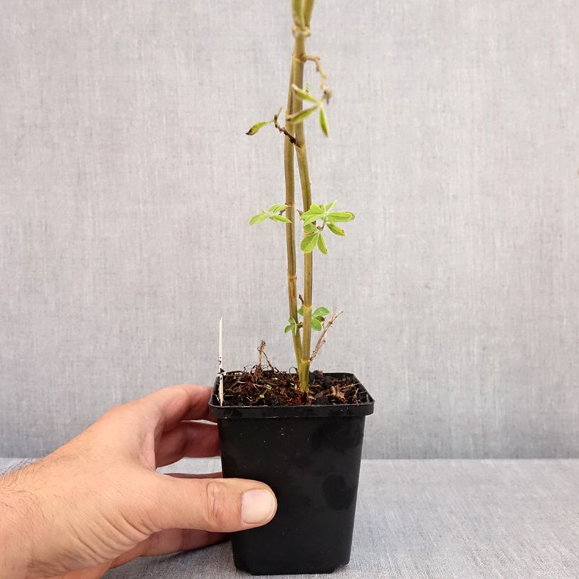 Spécimen de Thermopsis chinensis Godet de 8/9 cm tel que livré en automne