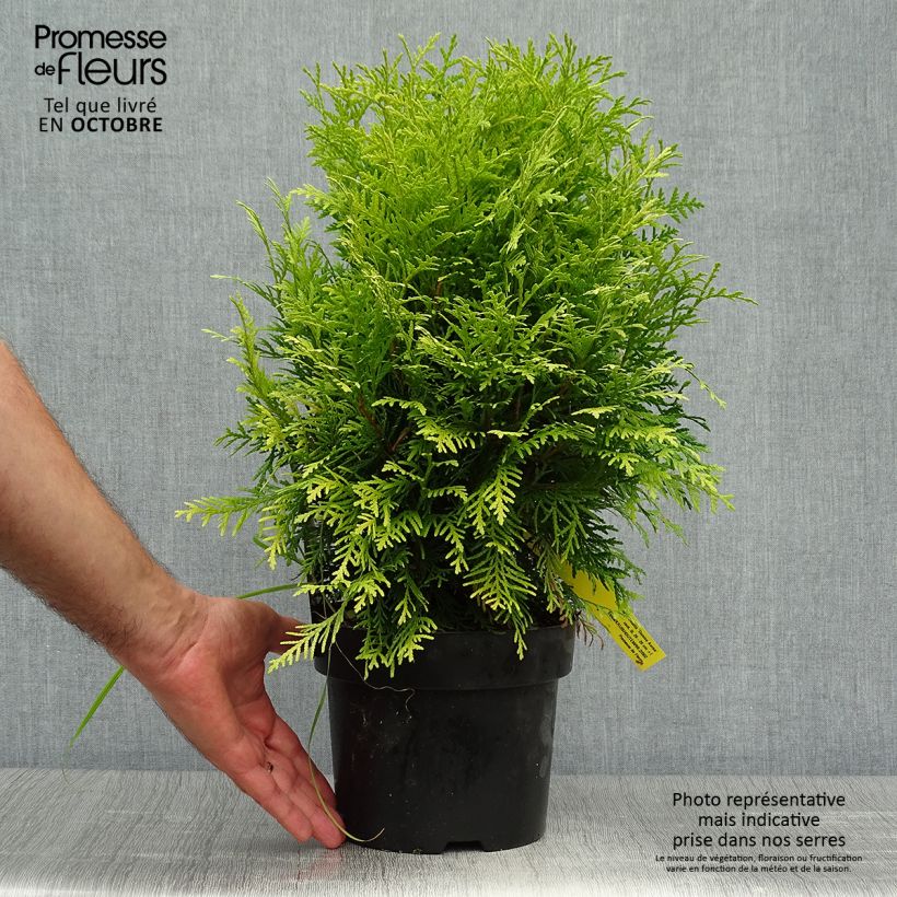 Spécimen de Thuja occidentalis Danica Aurea - Thuya du Canada Pot de 2L/3L tel que livré en automne