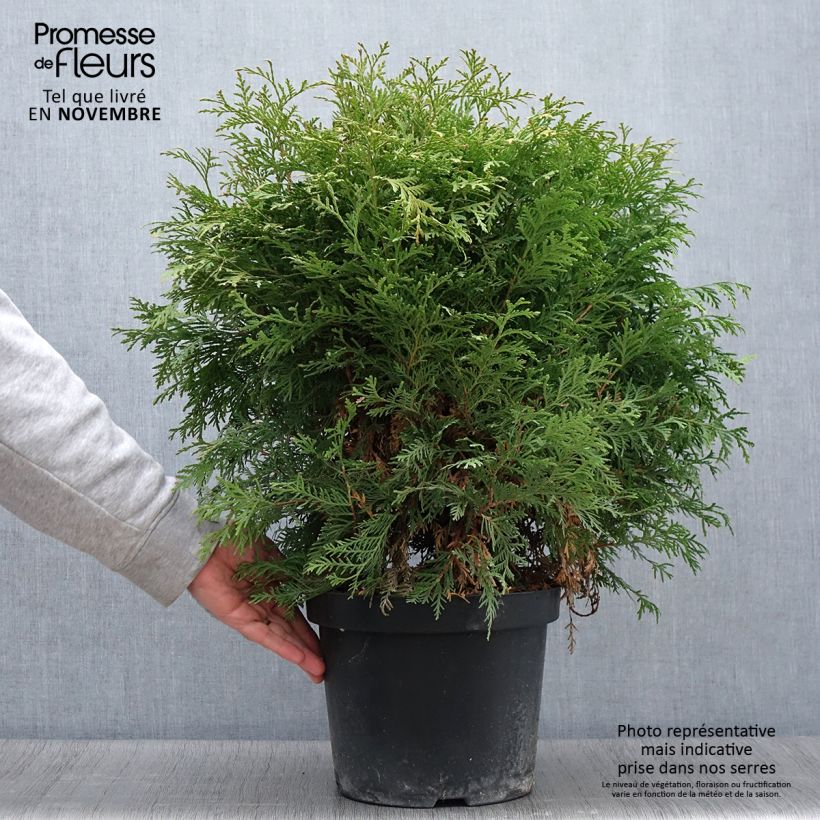 Spécimen de Thuja occidentalis Danica Aurea - Thuya du Canada Pot de 7,5L/10L tel que livré en automne