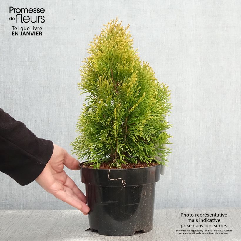 Spécimen de Thuja occidentalis Golden Smaragd - Thuya du Canada Pot de 2L/3L tel que livré en hiver
