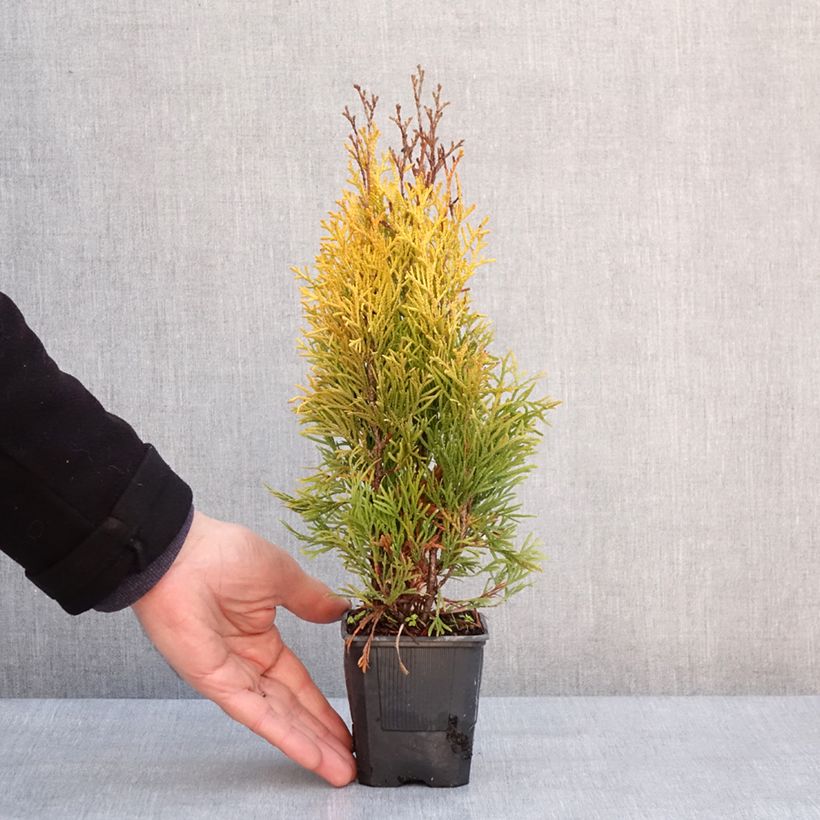 Spécimen de Thuja occidentalis Golden Smaragd - Thuya du Canada Godet de 8/9 cm tel que livré en hiver