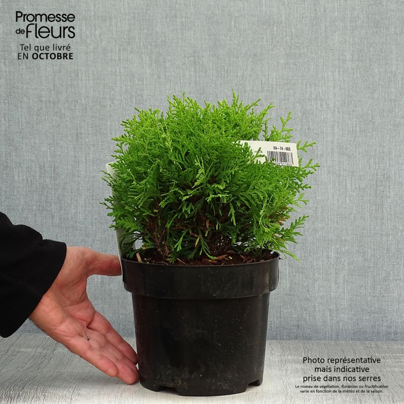 Spécimen de Thuja occidentalis Mirjam - Thuya du Canada Pot de 2L/3L tel que livré en automne
