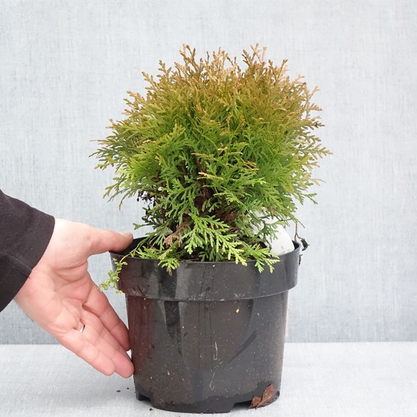 Spécimen de Thuja occidentalis Mirjam - Thuya du Canada Pot de 2L/3L tel que livré en hiver