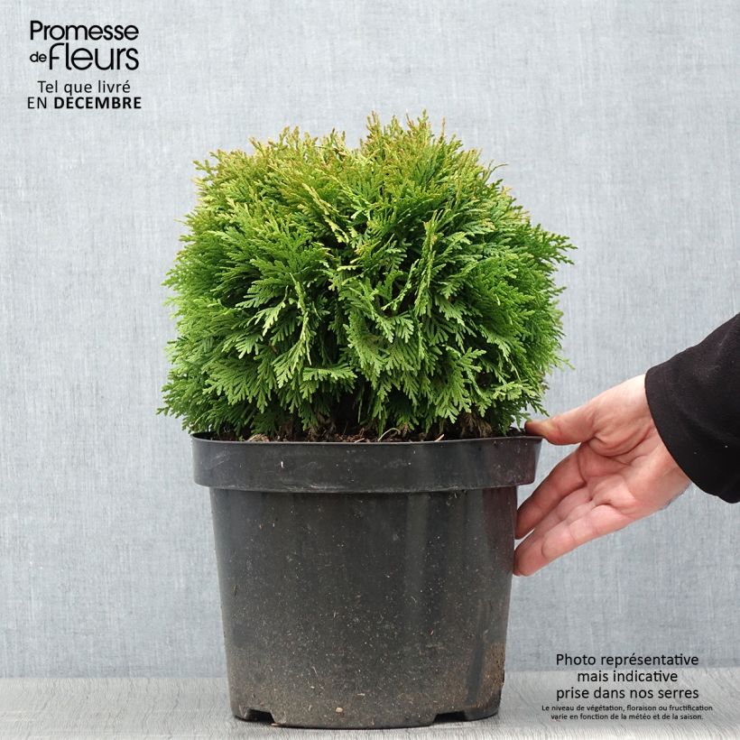 Spécimen de Thuja occidentalis Mirjam - Thuya du Canada Pot de 7,5L/10L tel que livré en automne