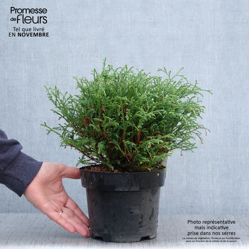 Spécimen de Thuya du Canada - Thuja occidentalis Mr Bowling Ball Pot de 2L/3L tel que livré en automne