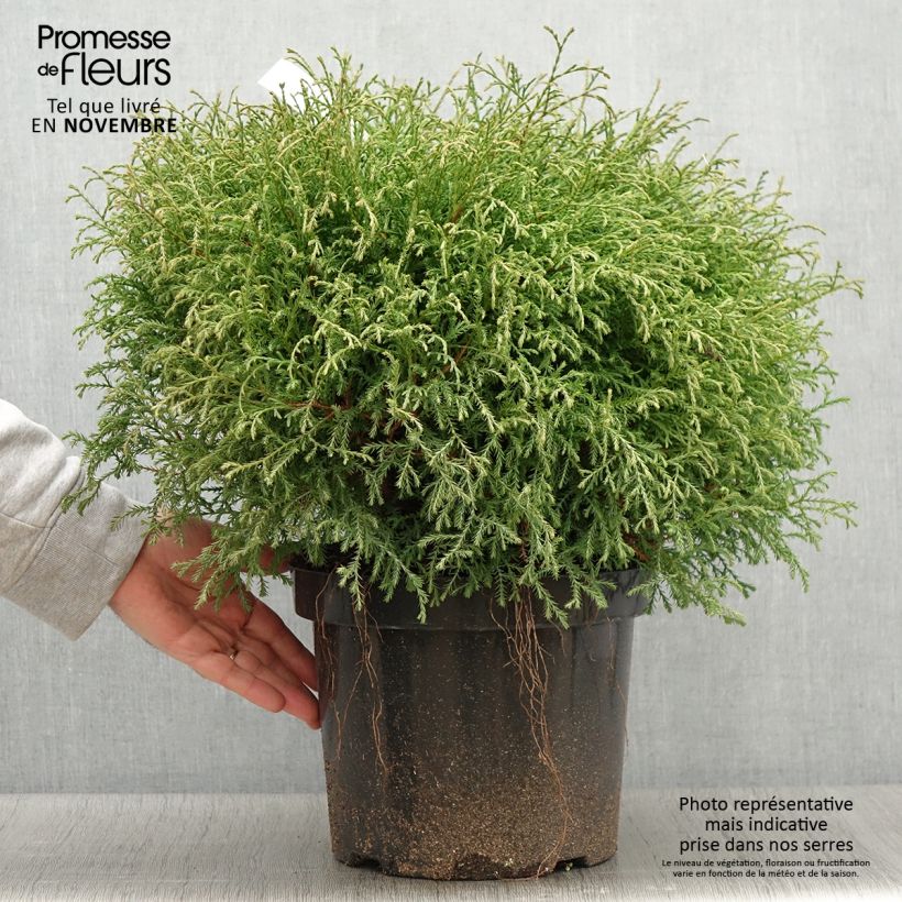 Spécimen de Thuya du Canada - Thuja occidentalis Mr Bowling Ball Pot de 7,5L/10L tel que livré en automne