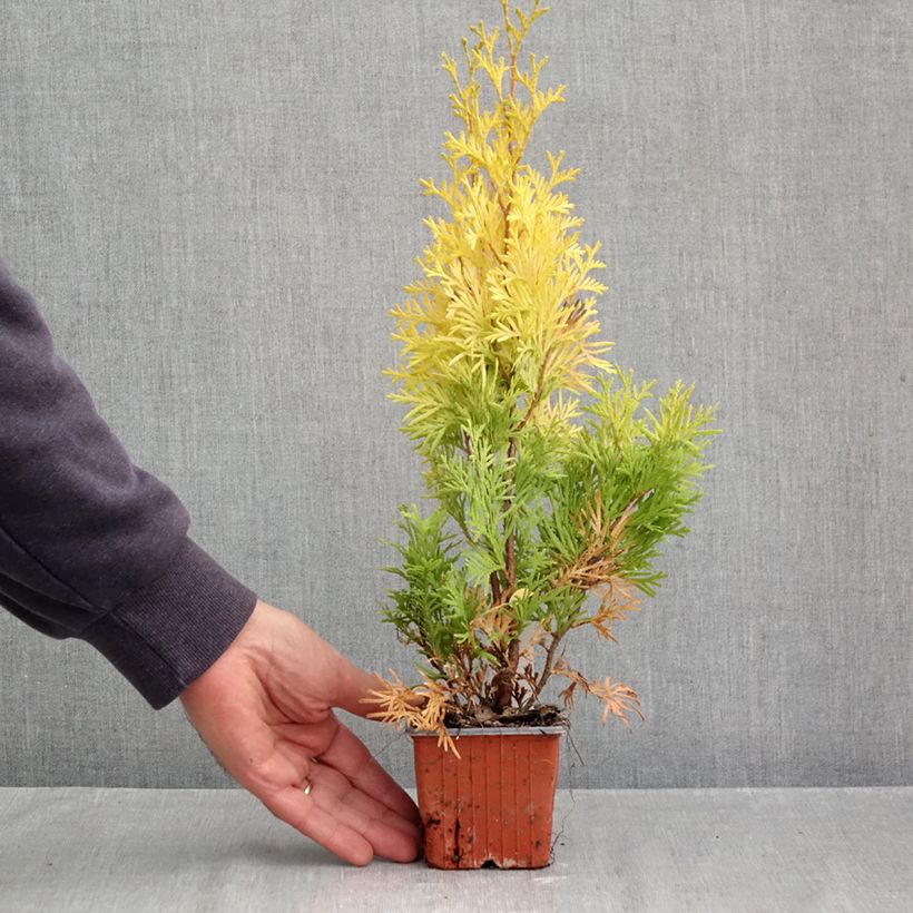 Spécimen de Thuja occidentalis Sunny Smaragd - Thuya du Canada Godet de 8/9 cm tel que livré en automne