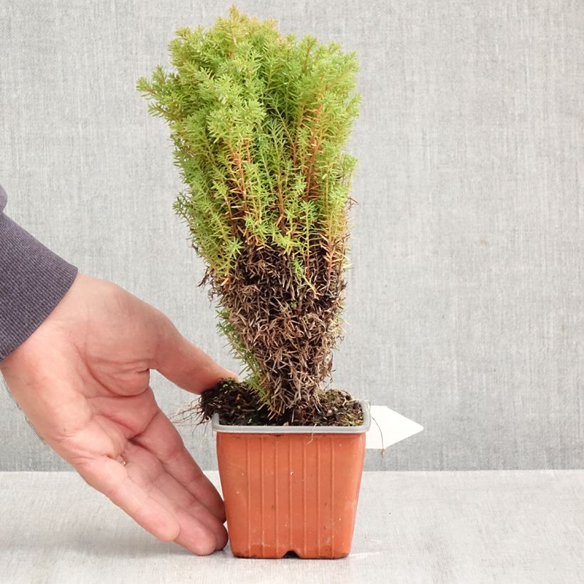 Spécimen de Thuja occidentalis Teddy - Thuya du Canada                        Godet de 8/9 cm tel que livré en automne