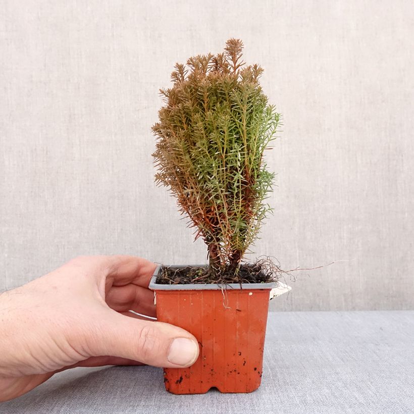 Spécimen de Thuja occidentalis Teddy - Thuya du Canada                        Godet de 8/9 cm tel que livré en hiver