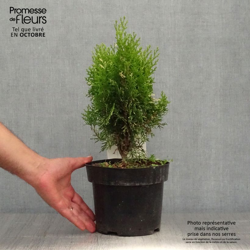 Spécimen de Thuja orientalis Fleck - Thuya de Chine ou Thuya d'Orient Pot de 2L/3L tel que livré en automne