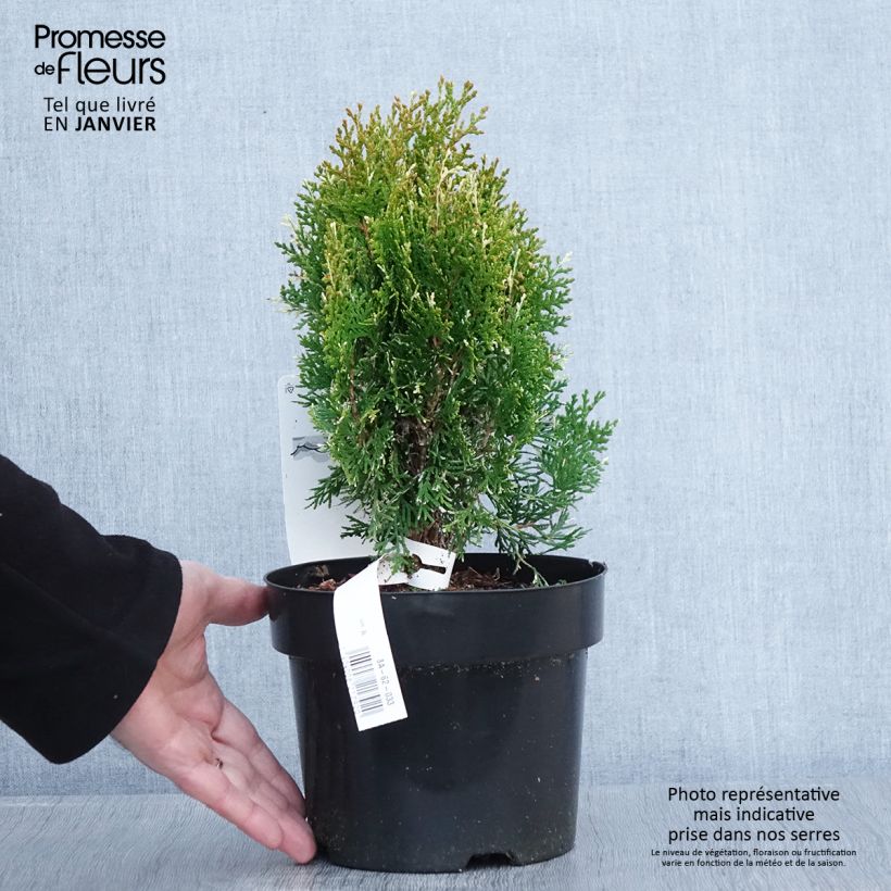 Spécimen de Thuja orientalis Fleck - Thuya de Chine ou Thuya d'Orient Pot de 2L/3L tel que livré en hiver