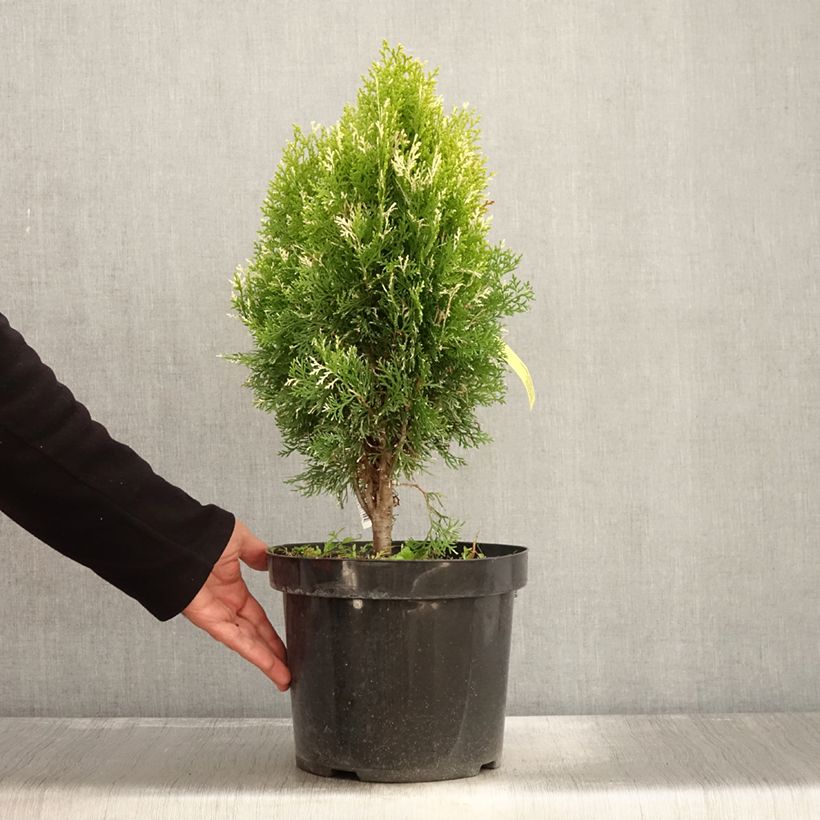 Spécimen de Thuja orientalis Fleck - Thuya de Chine ou Thuya d'Orient Pot de 7,5L/10L tel que livré en automne