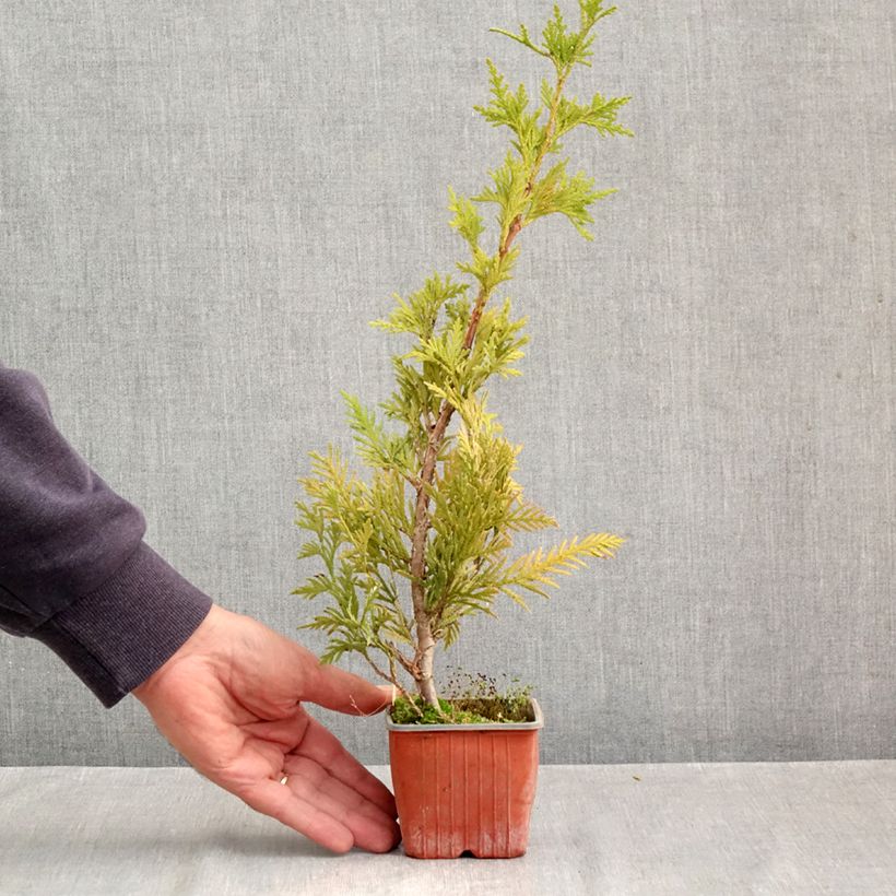 Spécimen de Thuja plicata Can-Can - Thuya compact Godet de 8/9 cm tel que livré en automne