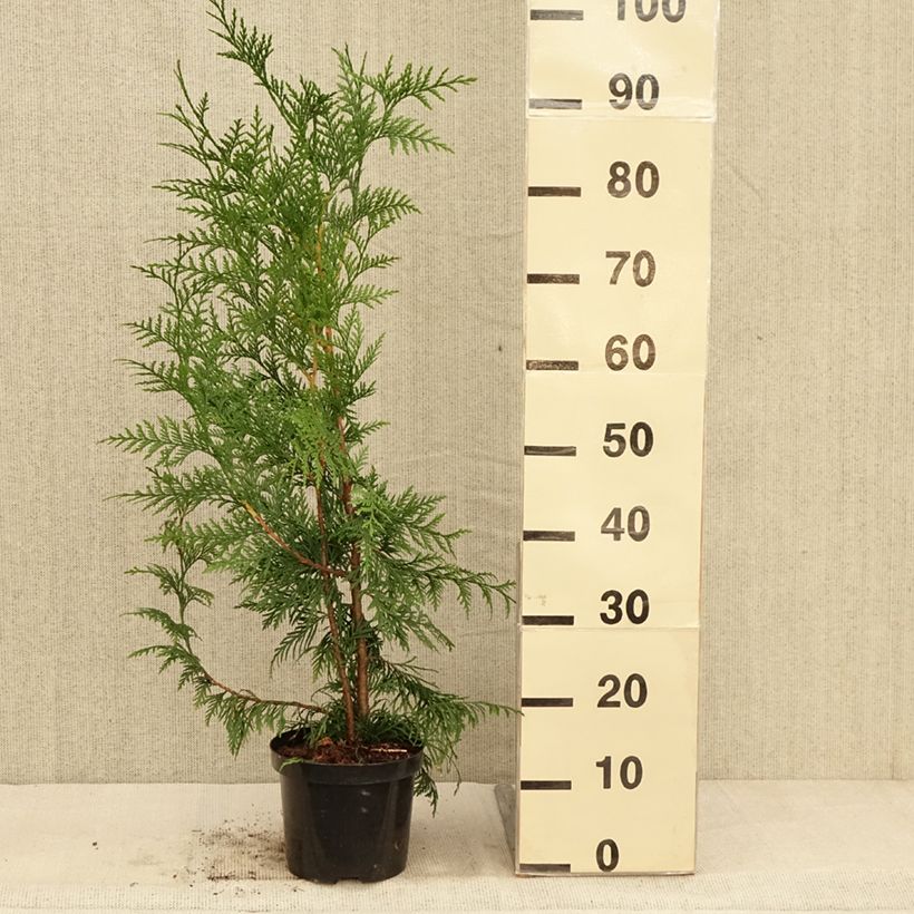 Spécimen de Thuja plicata Excelsa Pot de 2L/3L tel que livré en automne