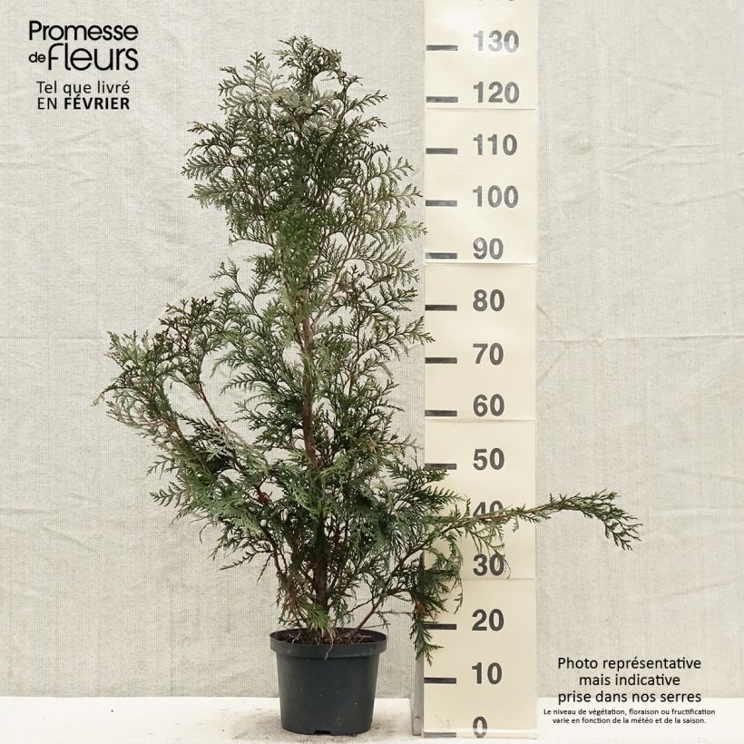 Spécimen de Thuja plicata Excelsa Pot de 2L/3L tel que livré en hiver