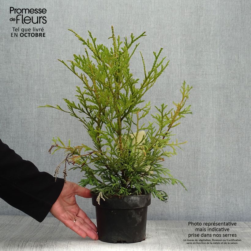 Spécimen de Thujopsis dolobrata Pot de 2L/3L tel que livré en automne