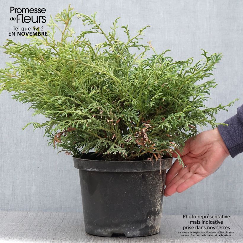 Spécimen de Thujopsis dolobrata Nana Pot de 4L/5L tel que livré en automne