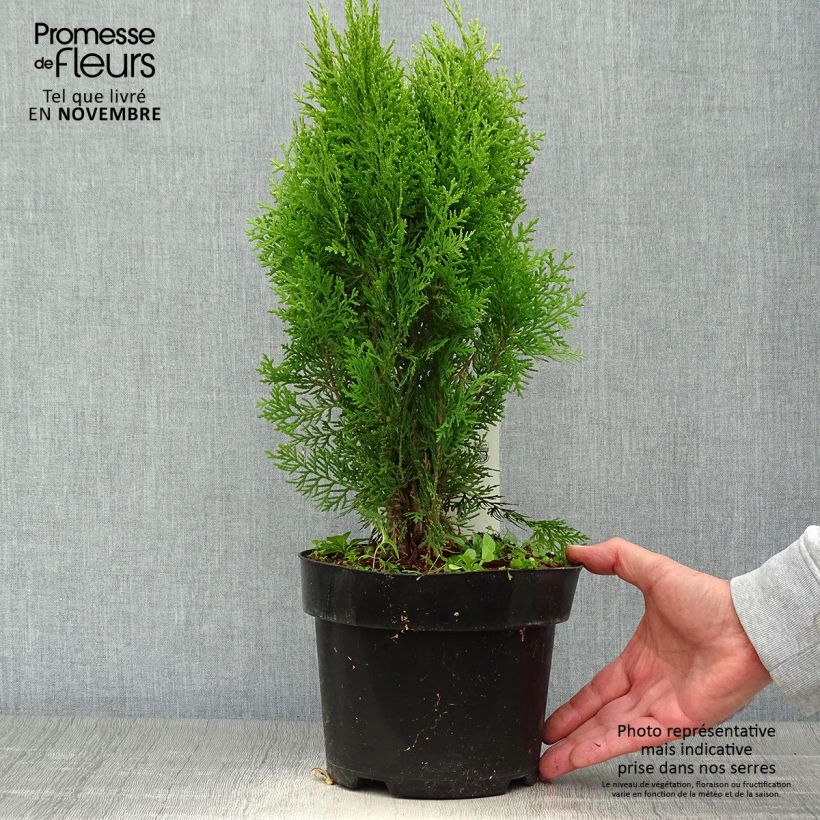 Spécimen de Thuya d'Orient - Platycladus orientalis Aurea Nana Pot de 2L/3L tel que livré en automne