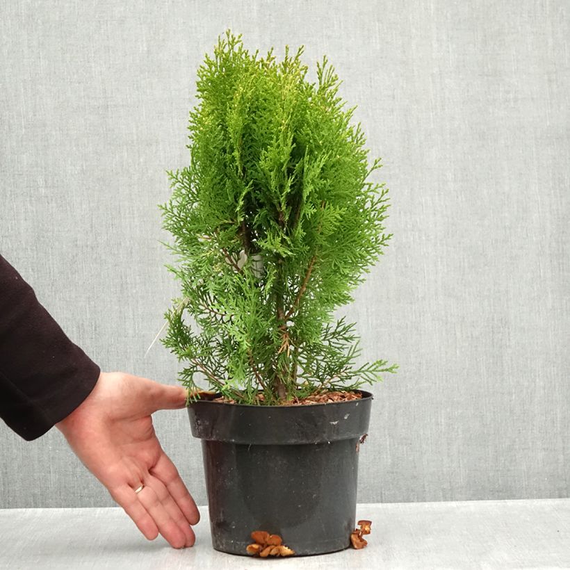 Spécimen de Thuya d'Orient - Thuja orientalis Pyramidalis Aurea Pot de 2L/3L tel que livré en automne