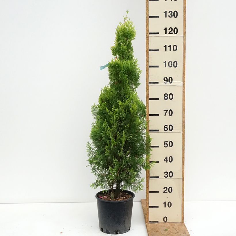 Spécimen de Thuya d'Orient - Thuja orientalis Pyramidalis Aurea Pot de 7,5L/10L tel que livré en été