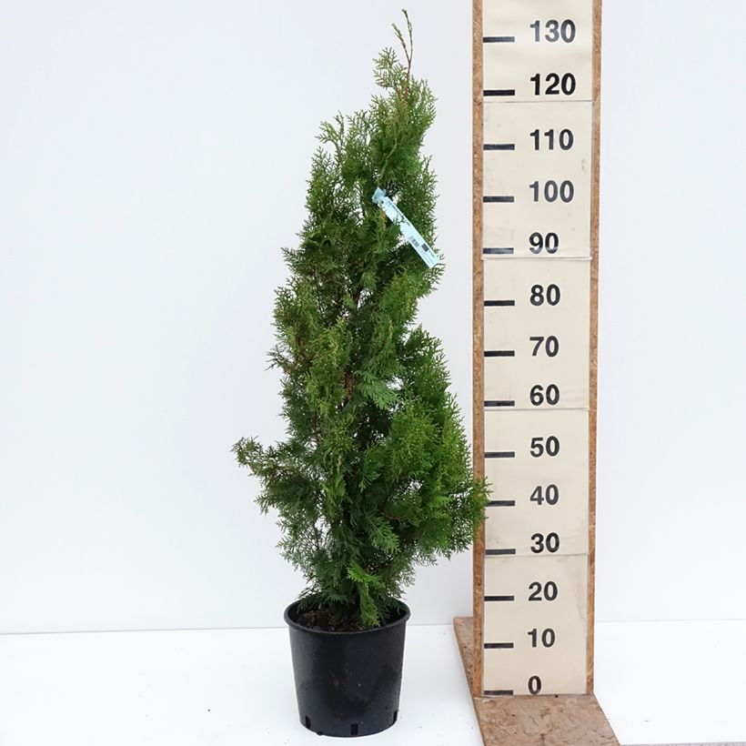 Spécimen de Thuya d'Orient - Thuja orientalis Pyramidalis Aurea Pot de 7,5L/10L tel que livré en hiver
