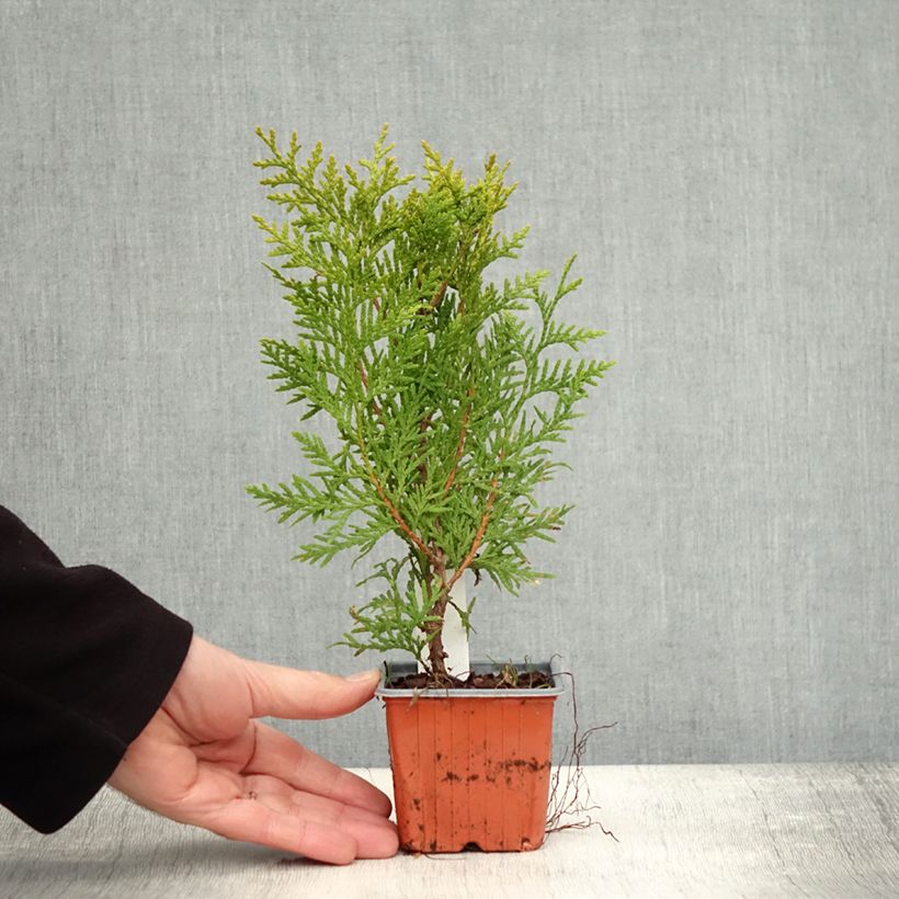 Spécimen de Thuya du Canada - Thuja occidentalis Brabant  Godet de 8/9 cm tel que livré en automne