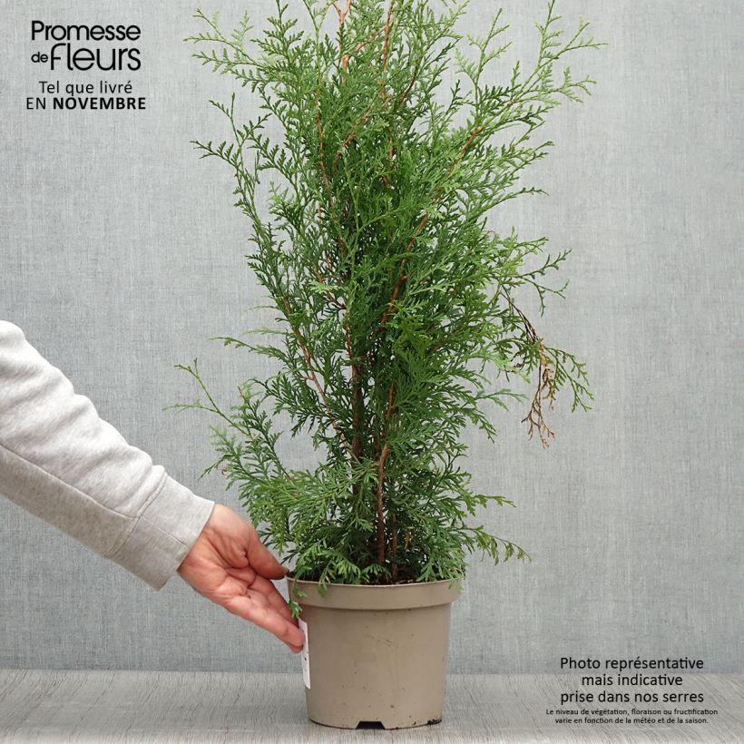 Spécimen de Thuya du Canada - Thuja occidentalis Brabant  Pot de 2L/3L tel que livré en automne