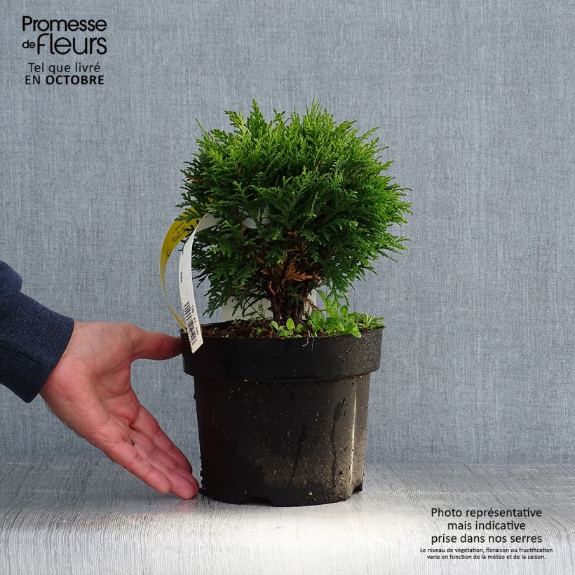 Spécimen de Thuya du Canada - Thuja occidentalis Danica Pot de 2L/3L tel que livré en automne