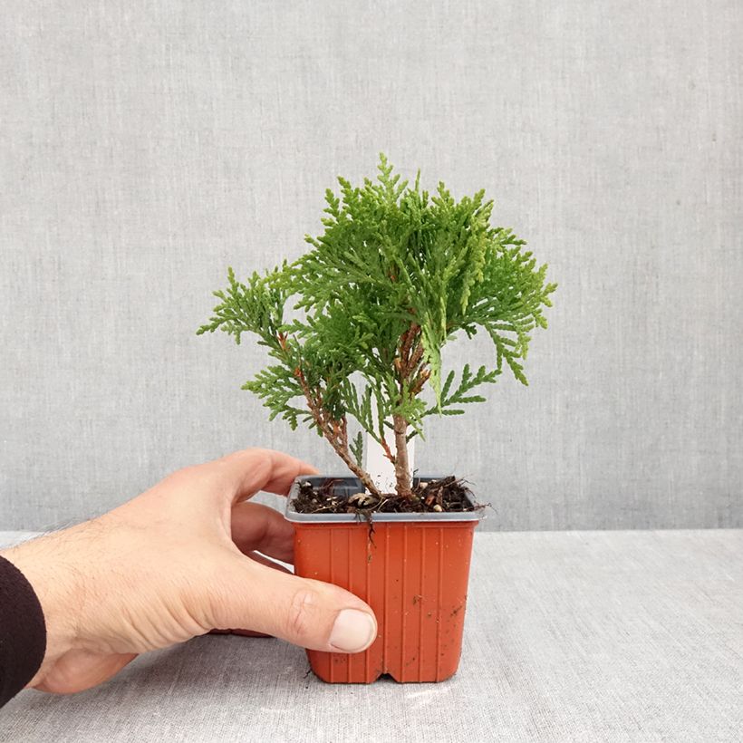 Spécimen de Thuya du Canada - Thuja occidentalis Danica Godet de 8/9 cm tel que livré en automne